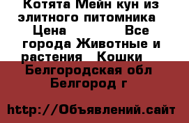 Котята Мейн-кун из элитного питомника › Цена ­ 20 000 - Все города Животные и растения » Кошки   . Белгородская обл.,Белгород г.